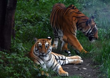 Tigrii din Nepal, estimați la 429; atacurile cresc