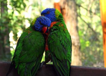 Gripa aviară H5N1 se extinde în Australia