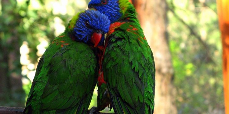 Gripa aviară H5N1 se extinde în Australia